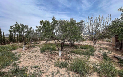 Resale - Finca / Country Property -
Sax