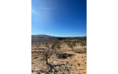 Herverkoop - Land -
Culebr&oacute;n - Culebr&oacute;n Alicante