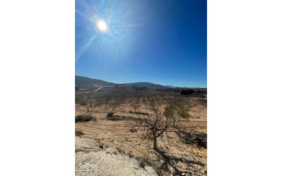 Herverkoop - Land -
Culebr&oacute;n - Culebr&oacute;n Alicante