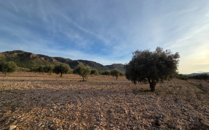 Herverkoop - Land -
Jumilla