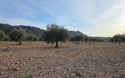 Herverkoop - Land -
Jumilla