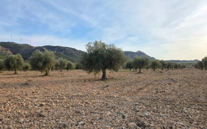Herverkoop - Land -
Jumilla