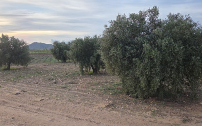 Resale - Land -
Jumilla