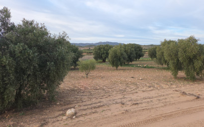 Resale - Land -
Jumilla
