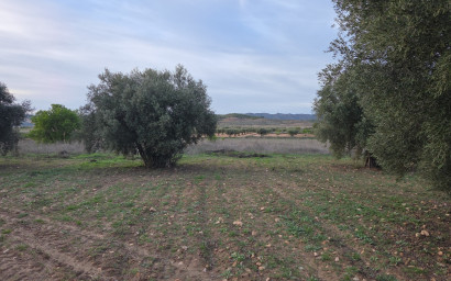 Resale - Land -
Jumilla