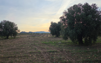 Resale - Land -
Jumilla