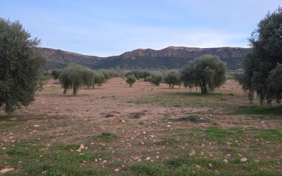Resale - Land -
Jumilla