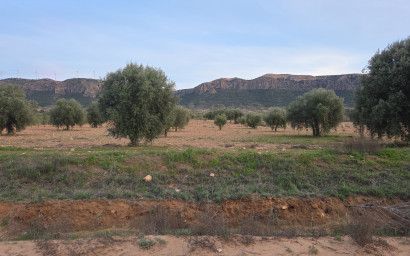 Resale - Land -
Jumilla