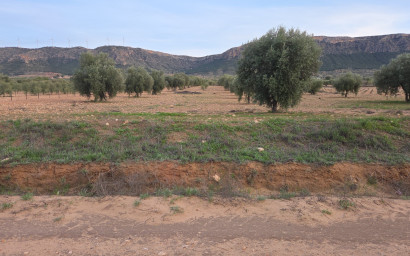 Resale - Land -
Jumilla