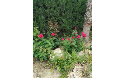 Resale - Finca - Country Property -
Crevillente