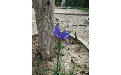 Resale - Finca - Country Property -
Crevillente