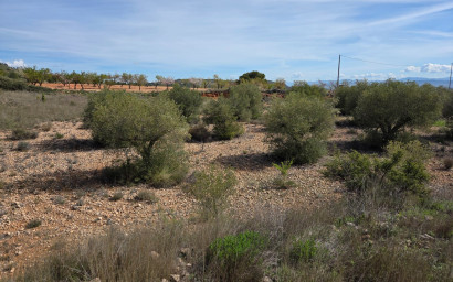 Resale - Land -
Yecla