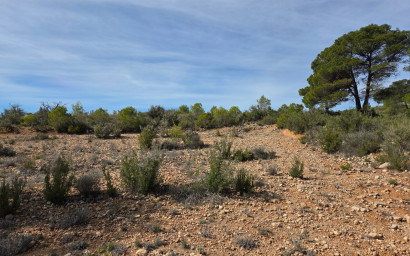 Resale - Land -
Yecla