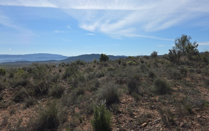 Resale - Land -
Yecla