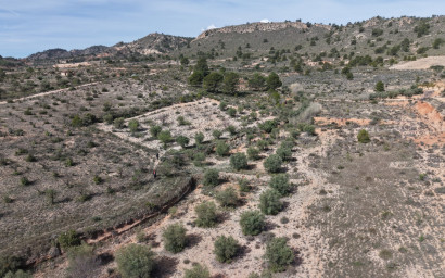 Resale - Land -
Yecla