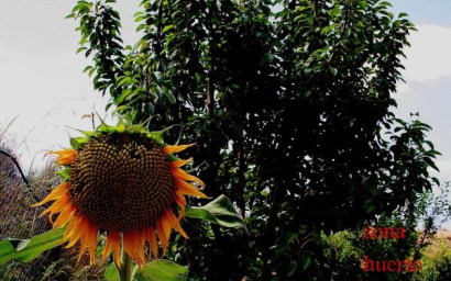 Resale - Villa -
Gea Truyols - Gea y Trujols