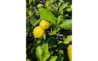 Resale - Villa -
Orihuela Costa - Orihuela