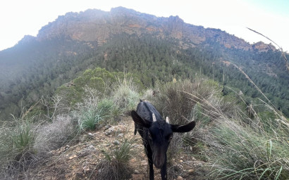 Revente - Maison de campagne -
Gea y Truyols
