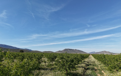 Revente - Terrain -
Yecla - Yecla Murcia