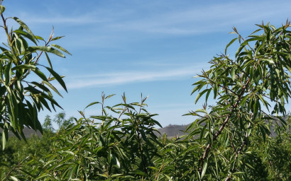 Revente - Terrain -
Yecla - Yecla Murcia