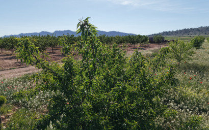 Revente - Terrain -
Yecla - Yecla Murcia