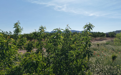 Revente - Terrain -
Yecla - Yecla Murcia