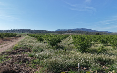 Revente - Terrain -
Yecla - Yecla Murcia