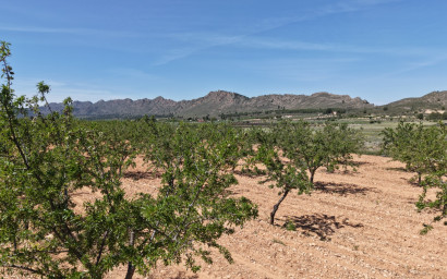 Revente - Terrain -
Yecla