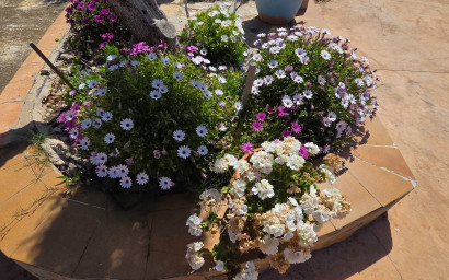 Resale - Villa -
Yecla