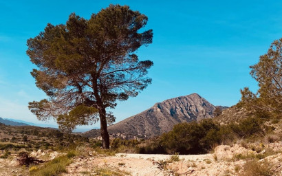 Resale - Finca - Country Property -
Hondón de las Nieves - La Canalosa