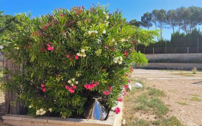 Resale - Finca - Country Property -
Yecla