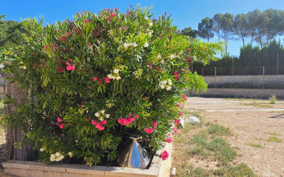 Resale - Finca - Country Property -
Yecla