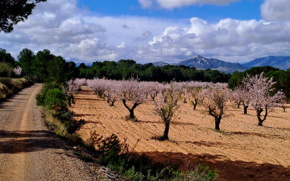 Resale - Finca - Country Property -
Sax