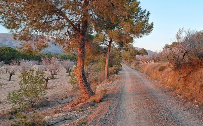 Resale - Finca - Country Property -
Sax