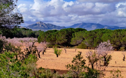 Resale - Finca - Country Property -
Sax