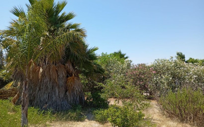 Resale - Finca - Country Property -
Daya Nueva - Costa Blanca